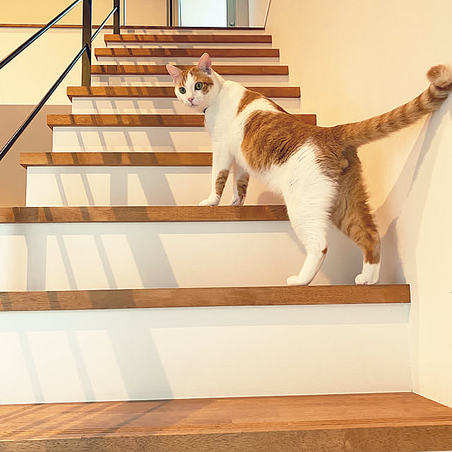壁/天井/北欧/猫と暮らす/猫と暮らす家/猫のいる暮らし...などのインテリア実例 - 2023-08-26 15:43:00