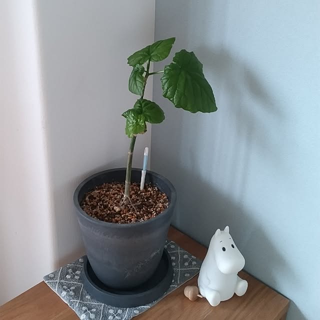 sakiさんの実例写真