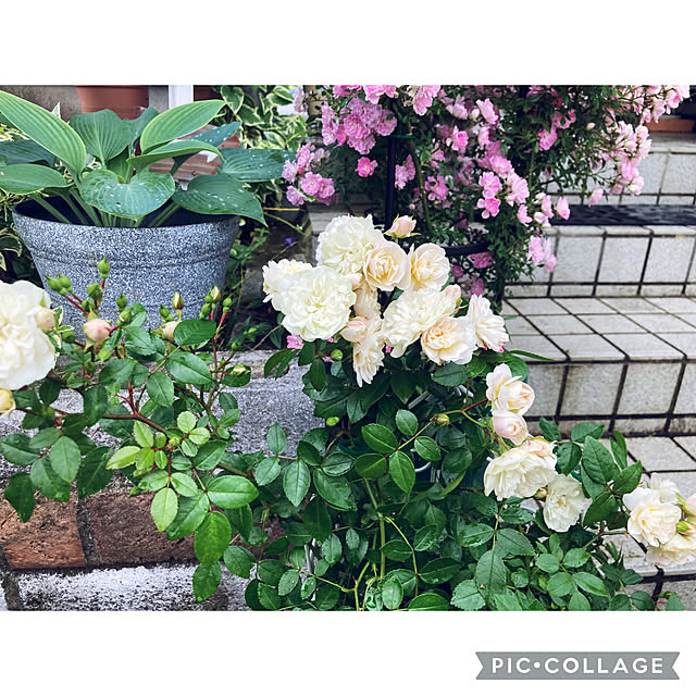 CoCo0617さんの部屋
