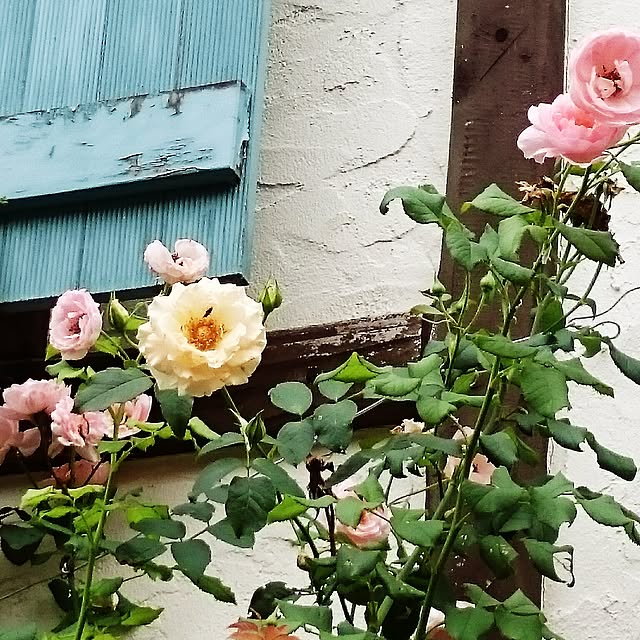 minoさんの実例写真