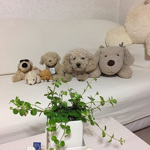 mocomocoyuuさんの実例写真
