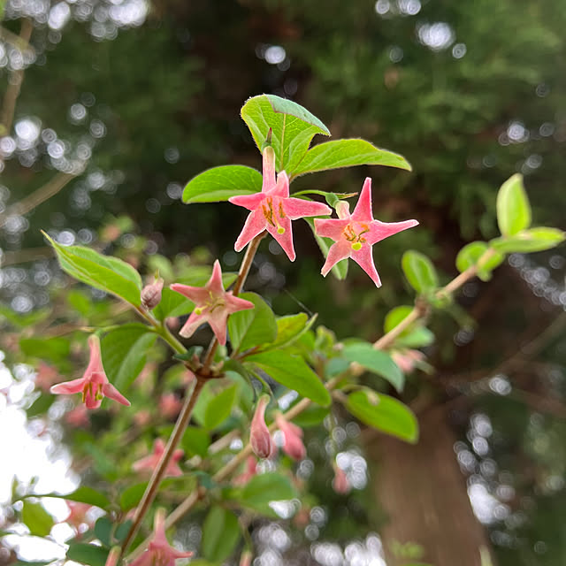 ikubooさんの部屋