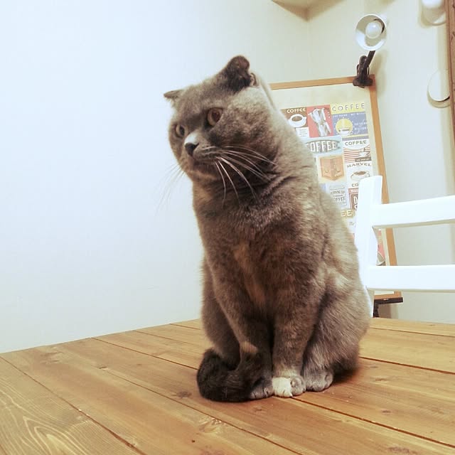 daiさんの実例写真