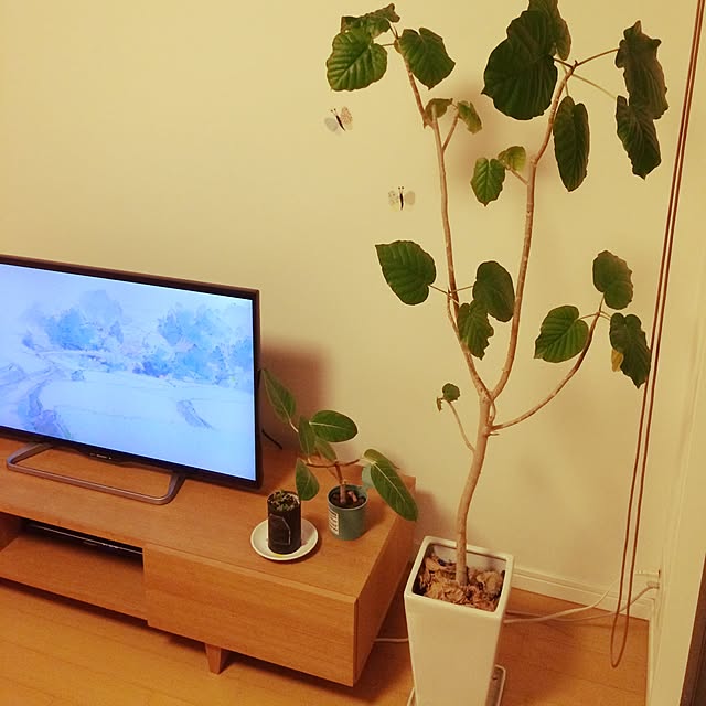 takoさんの実例写真