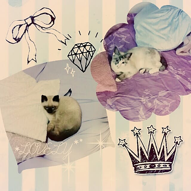 miuutheaさんの実例写真