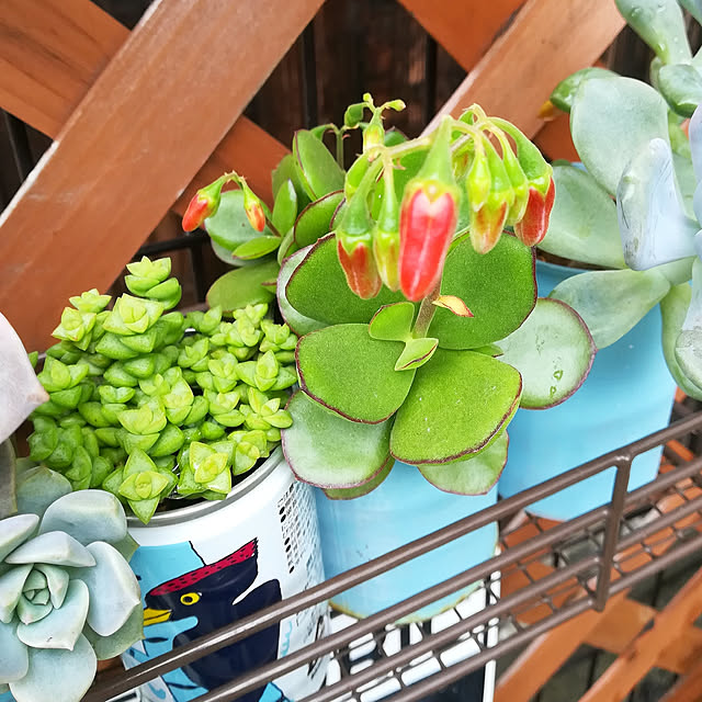 VERANDARJUNさんの実例写真