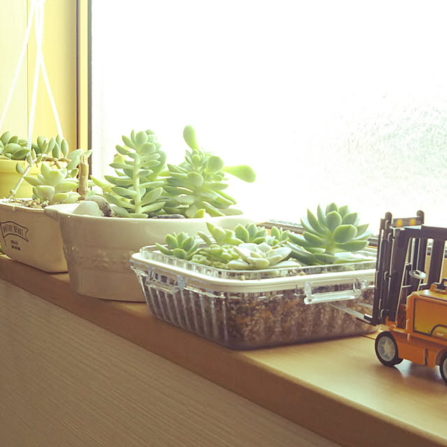 棚/多肉植物/ダイソーのインテリア実例 - 2020-05-05 10:01:57