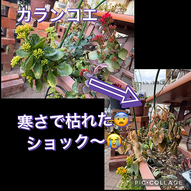 Aqettyさんの実例写真