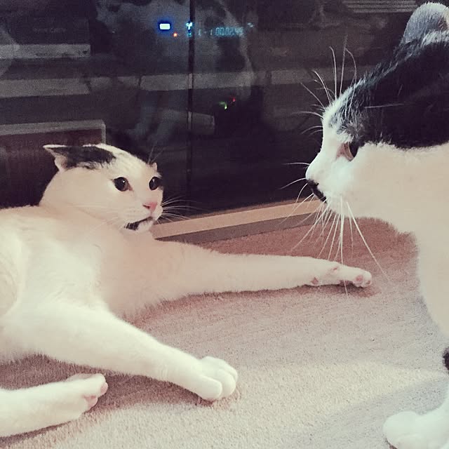 powderさんの実例写真