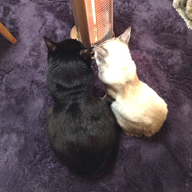 Tippiさんの実例写真