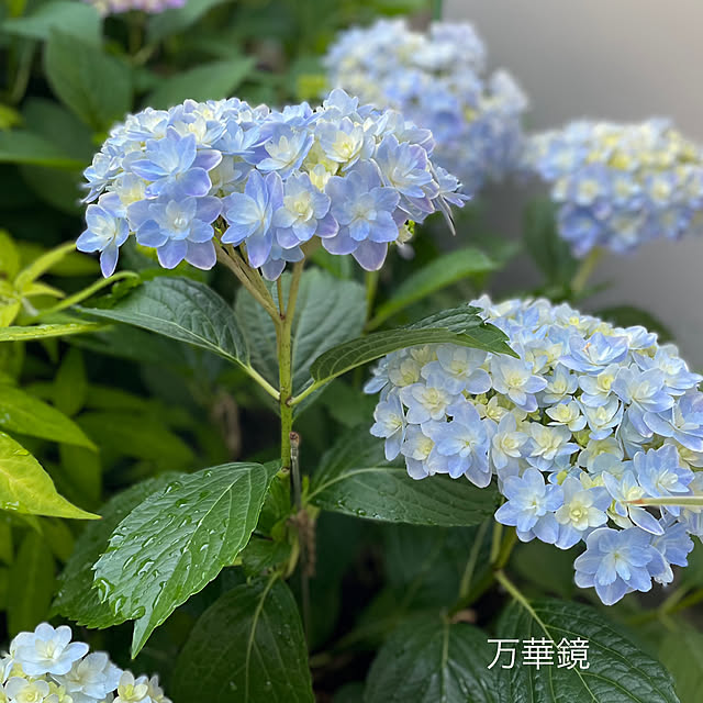 buchiさんの実例写真