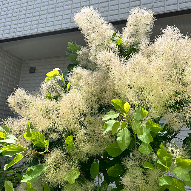 nattin83jpさんの実例写真