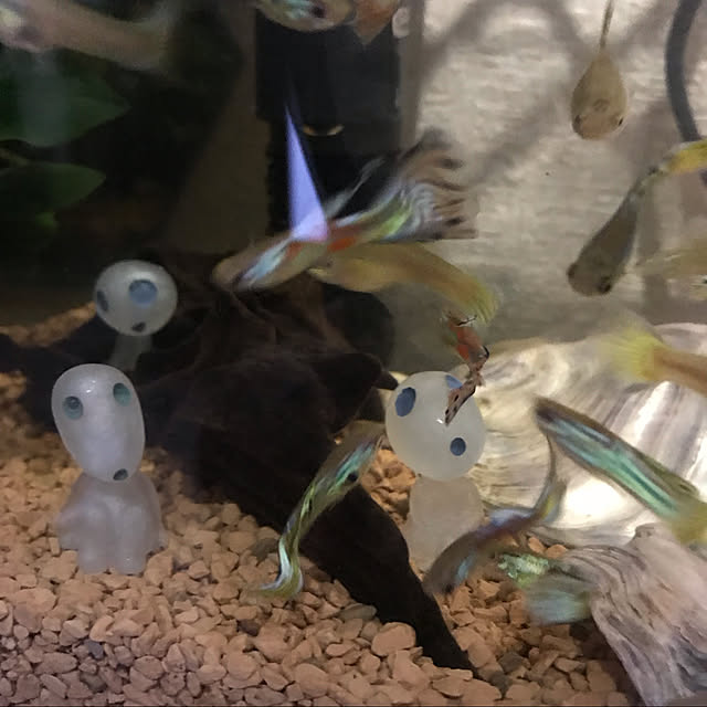 mido1157さんの実例写真