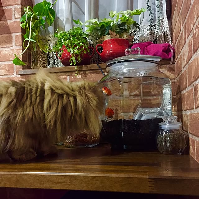 butachanさんの実例写真