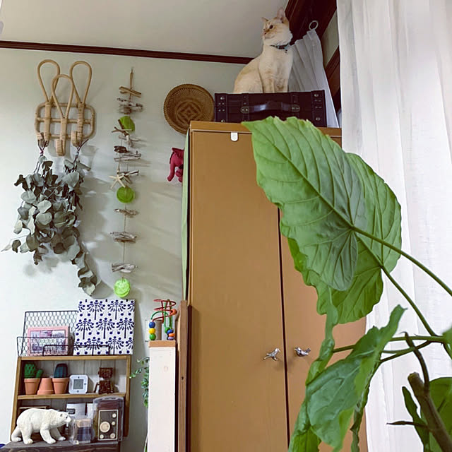 mohhaさんの実例写真