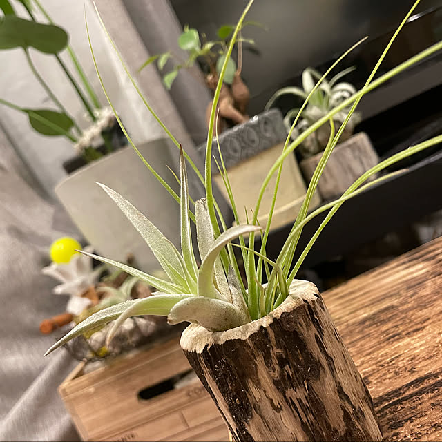 kyaoさんの実例写真