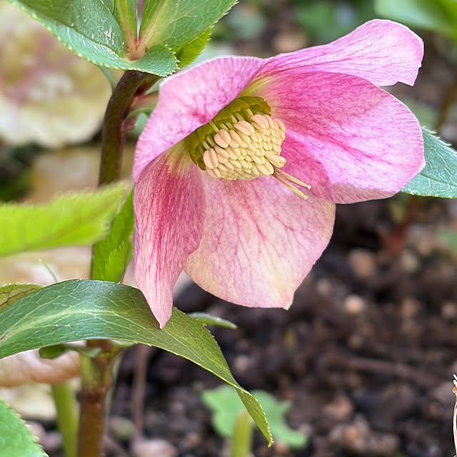 buchiさんの部屋