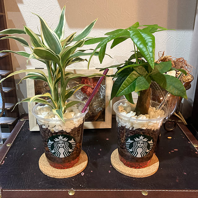 ガーデニング/観葉植物/パキラ/スタバ/スターバックス...などのインテリア実例 - 2022-05-15 18:43:09