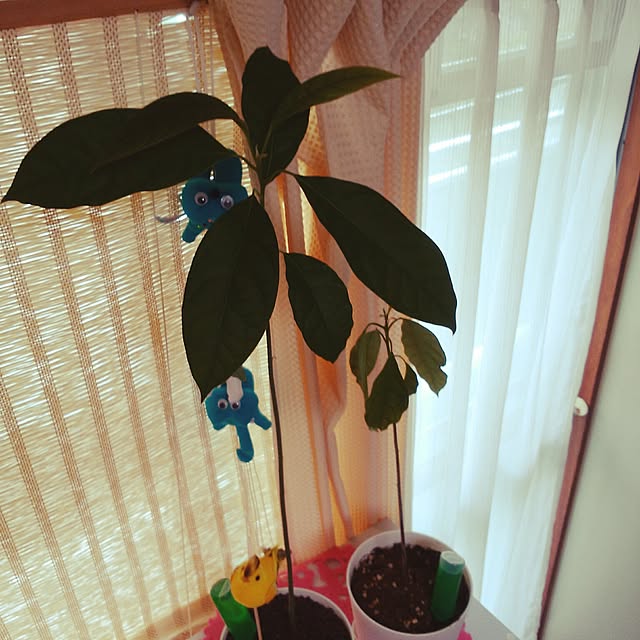 runa63523209さんの実例写真