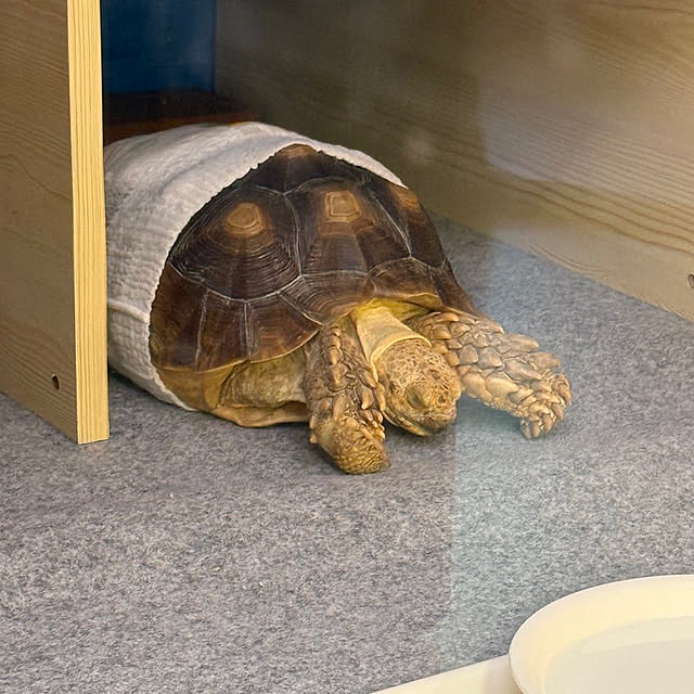 HaRuPeさんの部屋