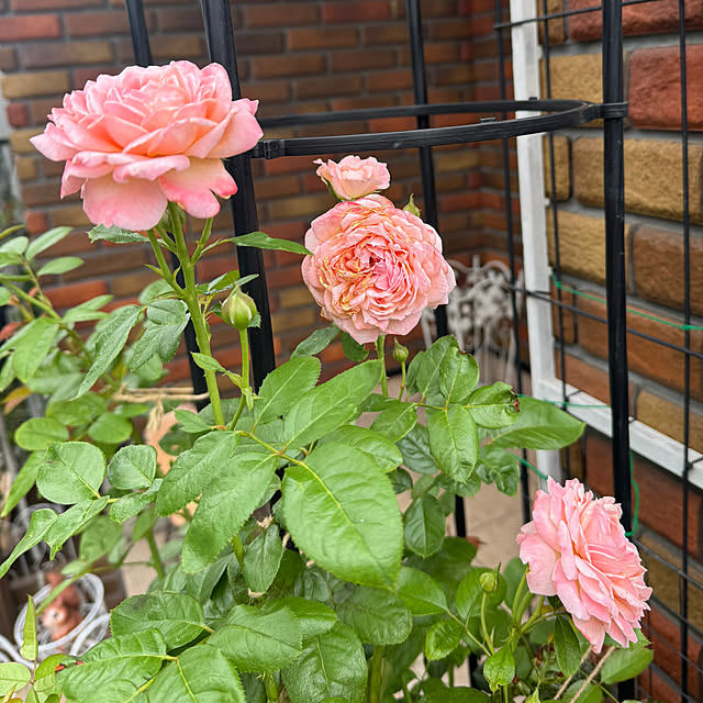 RoseLife5818さんの部屋