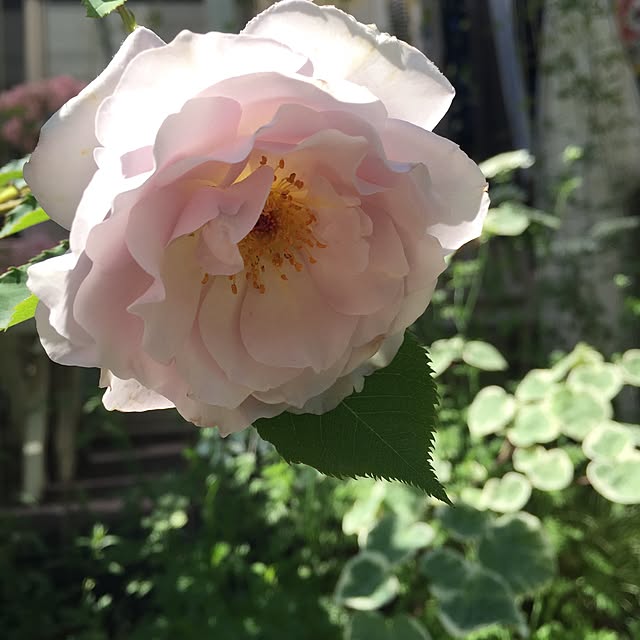 cherryさんの実例写真