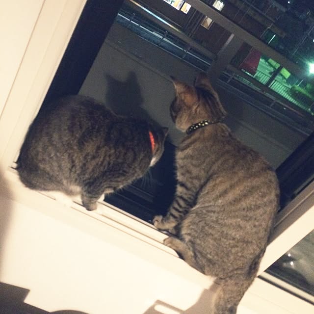 ayapiiiiceさんの実例写真