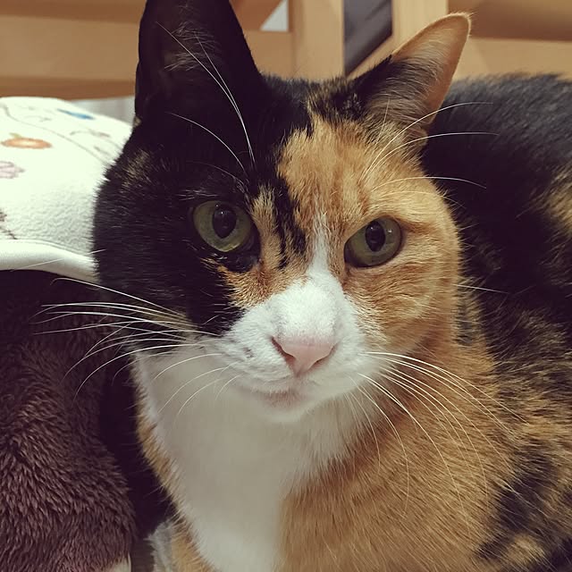 meguchiyoさんの実例写真