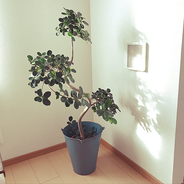 ron-ronさんの実例写真