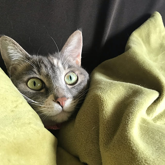 yoshibuさんの実例写真