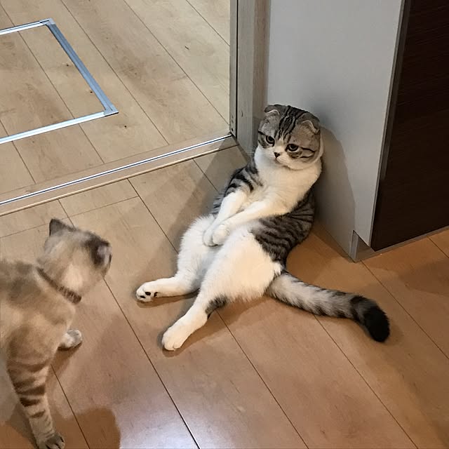 Dahliaさんの実例写真