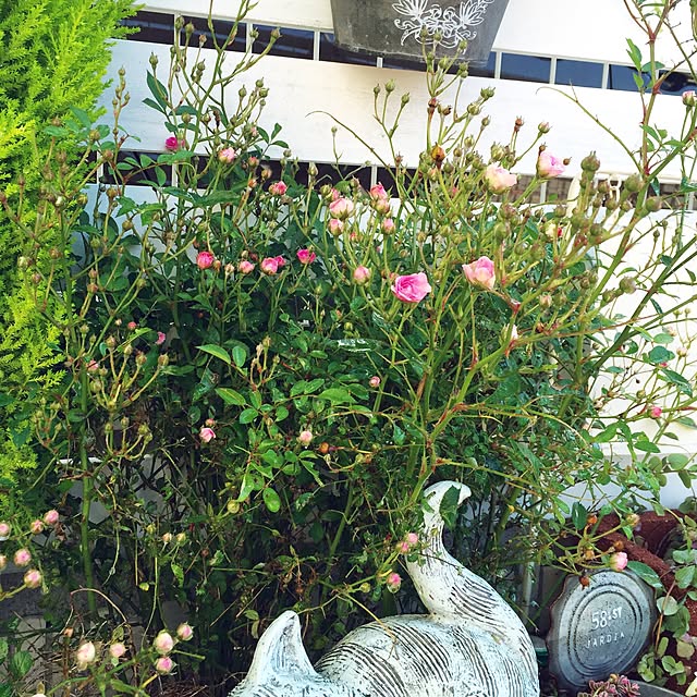 hanakoさんの実例写真