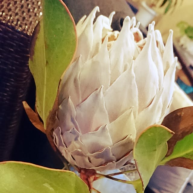 cocosorasakuさんの実例写真