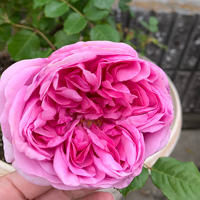 AYUKOさんの実例写真