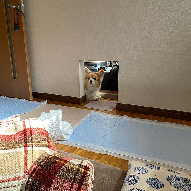 komomo9.18さんの実例写真