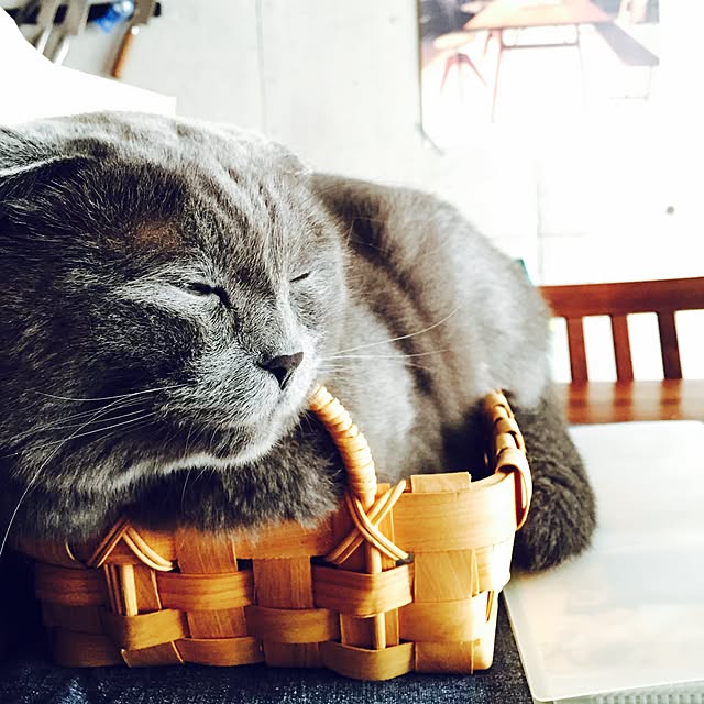 torinokoさんの実例写真