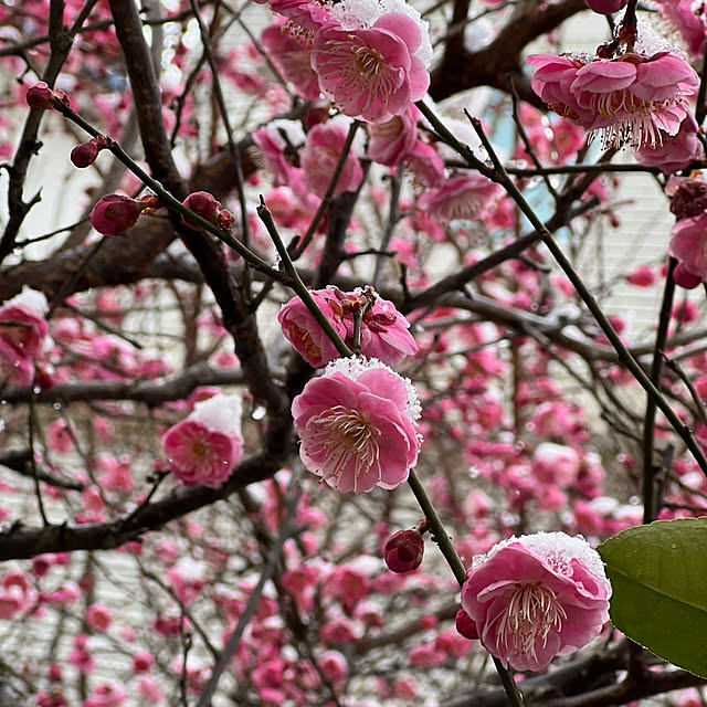 玄関/入り口/今週もよろしくお願いします❁*.ﾟ/ベランダの盆栽も雪化粧/梅の花に雪化粧/梅の花...などのインテリア実例 - 2026-02-09 22:23:03