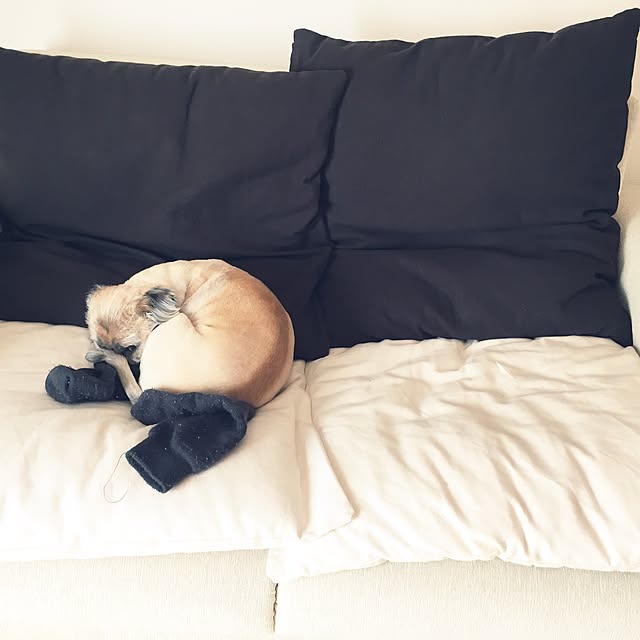 pigusaさんの実例写真