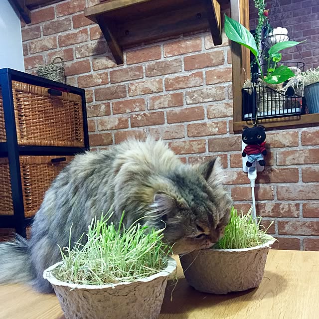 butachanさんの実例写真