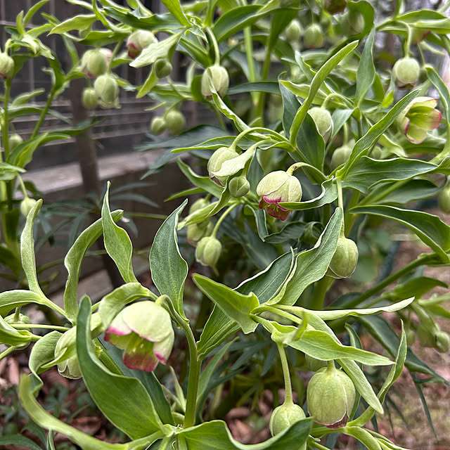 hatsugaさんの実例写真