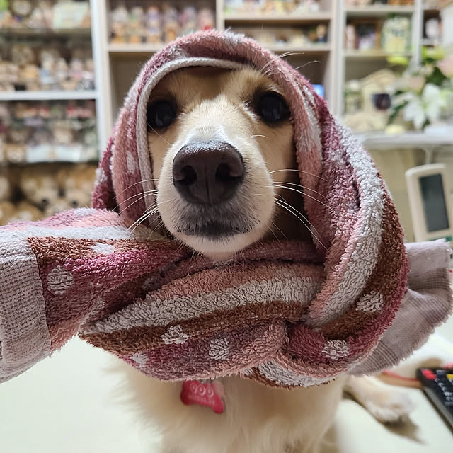 Luckyさんの実例写真