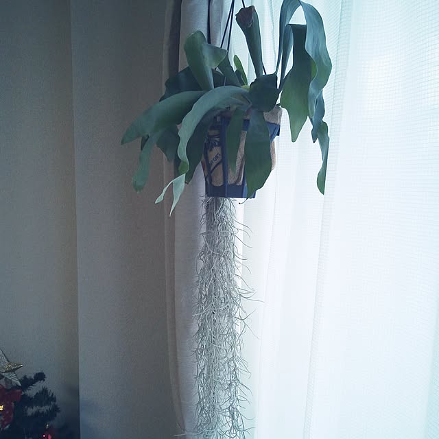 powakyonさんの実例写真