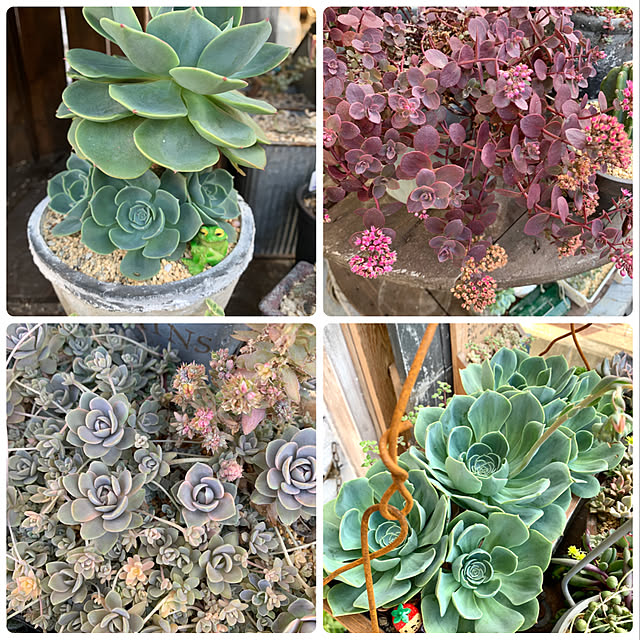 natulove0418さんの実例写真