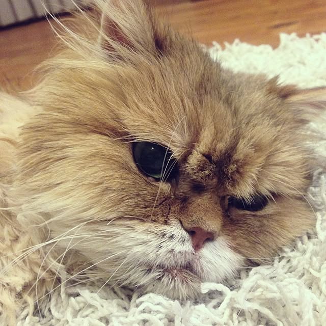millomilloさんの実例写真