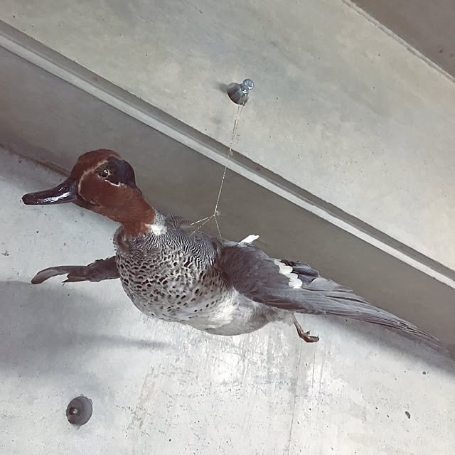 halさんの実例写真