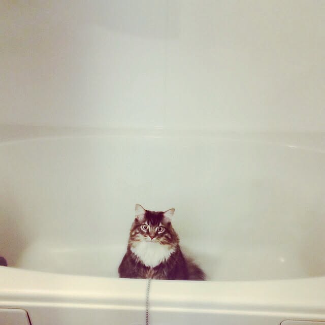 Amyさんの実例写真