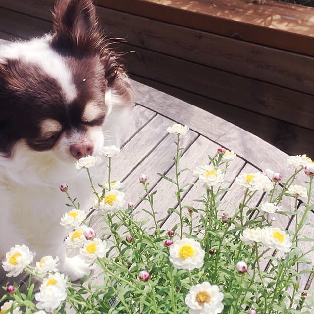 hana729さんの実例写真
