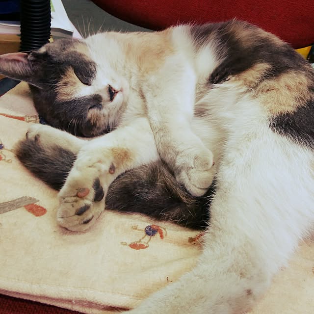 tomo1220さんの実例写真