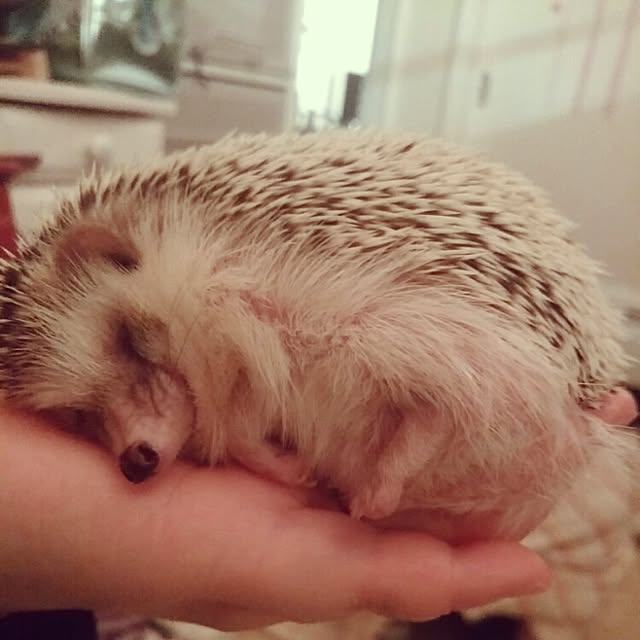 kuruさんの実例写真