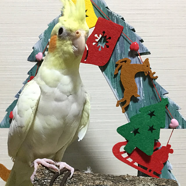bitzchaさんの実例写真